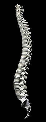 spine neck pain